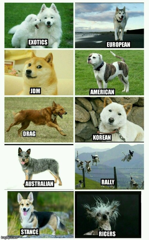 types of modded cars portrayed by dogs | made w/ Imgflip meme maker