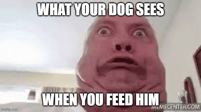 Doggo eyes | WHAT YOUR DOG SEES; WHEN YOU FEED HIM | image tagged in funny memes,lol so funny,memes | made w/ Imgflip meme maker