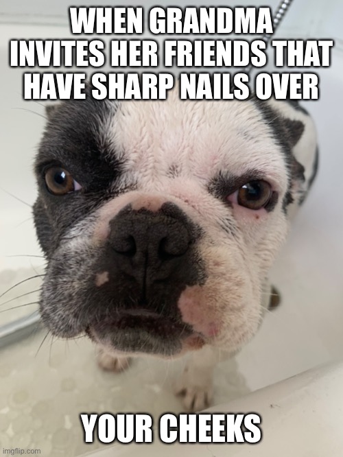 Mad dog | WHEN GRANDMA INVITES HER FRIENDS THAT HAVE SHARP NAILS OVER; YOUR CHEEKS | image tagged in sad dog | made w/ Imgflip meme maker