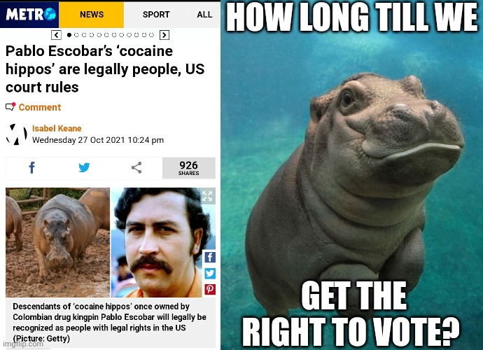 They can't be any worse at picking leaders than humans are | HOW LONG TILL WE; GET THE RIGHT TO VOTE? | image tagged in hippopotamus | made w/ Imgflip meme maker