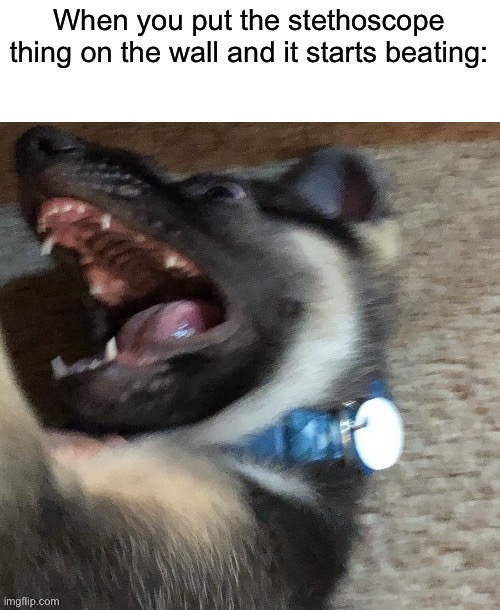 angy doggo | When you put the stethoscope thing on the wall and it starts beating: | image tagged in angy doggo | made w/ Imgflip meme maker