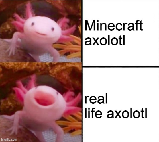 axolotl drake | Minecraft axolotl real life axolotl | image tagged in axolotl drake | made w/ Imgflip meme maker