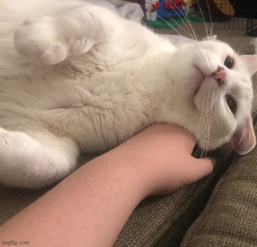 Cat | made w/ Imgflip meme maker