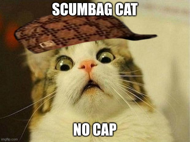 Scared Cat Meme | SCUMBAG CAT; NO CAP | image tagged in memes,scared cat | made w/ Imgflip meme maker