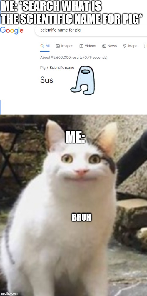 Bruh | ME: *SEARCH WHAT IS THE SCIENTIFIC NAME FOR PIG*; ME:; BRUH | image tagged in beluga cat sus | made w/ Imgflip meme maker
