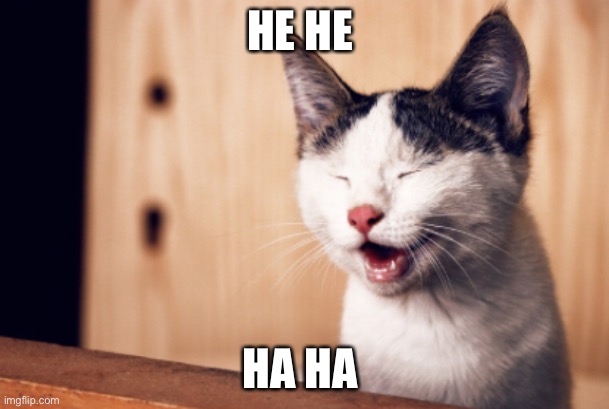 Laughing cat | HE HE; HA HA | image tagged in cats | made w/ Imgflip meme maker
