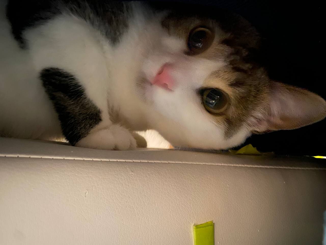 Athena The Cat Blank Meme Template