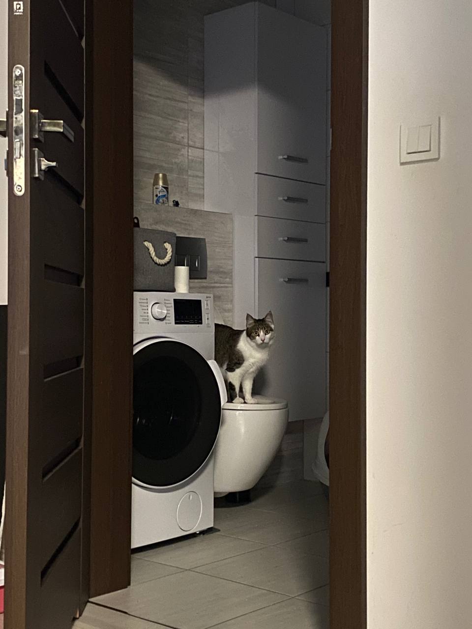 High Quality Athena The Cat On Toilet Blank Meme Template