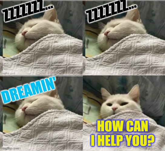 If Only I Could Take A Nap | ZZZZZZZ... ZZZZZZZ... DREAMIN'; HOW CAN I HELP YOU? | image tagged in cat sleeping uder blanket blank,memes,cats,nap,dreaming,what do we want | made w/ Imgflip meme maker