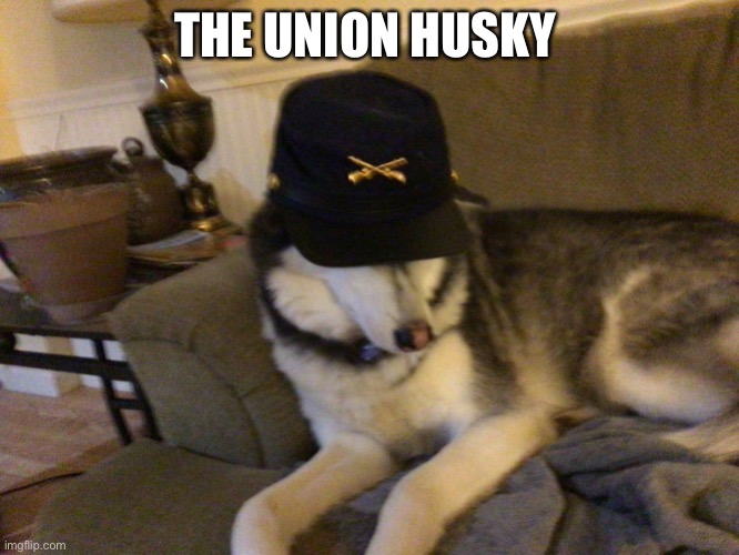Union Husky |  THE UNION HUSKY | image tagged in union husky | made w/ Imgflip meme maker