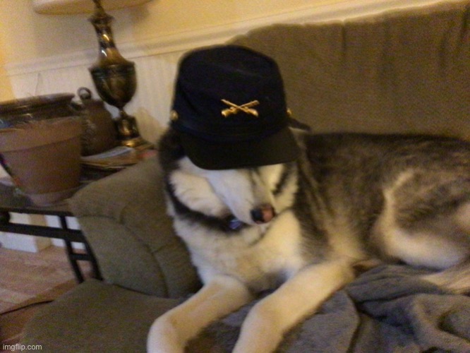 Union Husky | image tagged in union husky | made w/ Imgflip meme maker