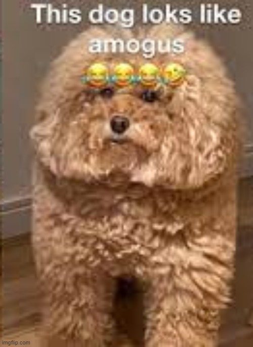 when the dog is sus | image tagged in among us,memes,funny | made w/ Imgflip meme maker