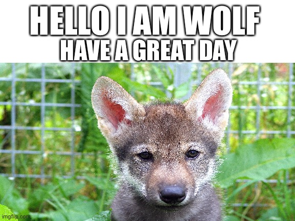 HELLO I AM WOLF; HAVE A GREAT DAY | made w/ Imgflip meme maker