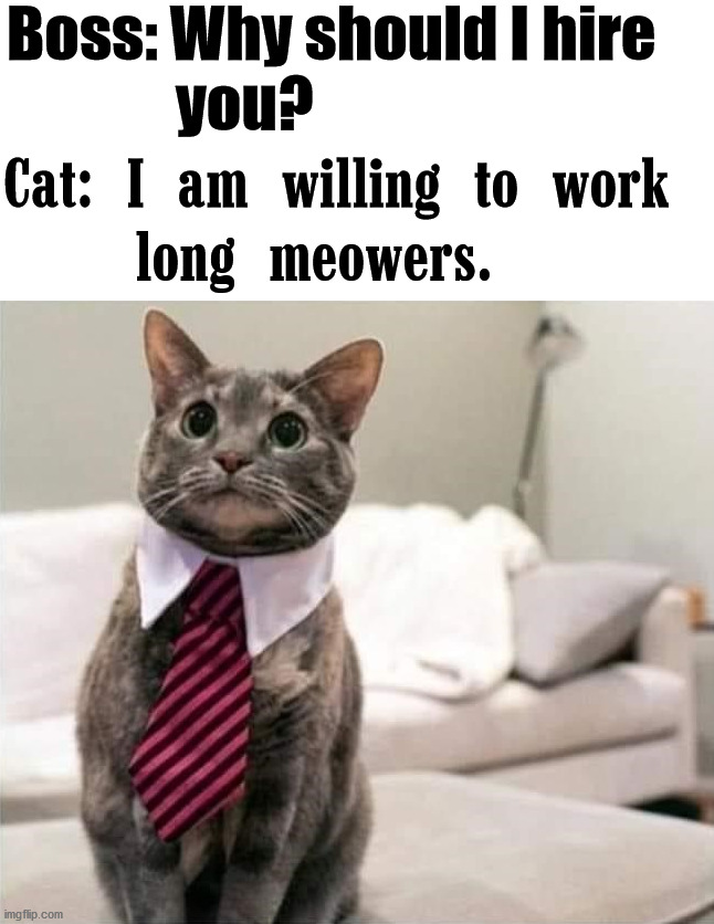 Boss: Why should I hire 
              you? Cat: I am willing to work 
    long meowers. | image tagged in cats | made w/ Imgflip meme maker