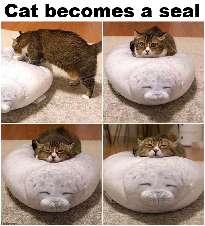 Cat becomes a seal | image tagged in cats | made w/ Imgflip meme maker