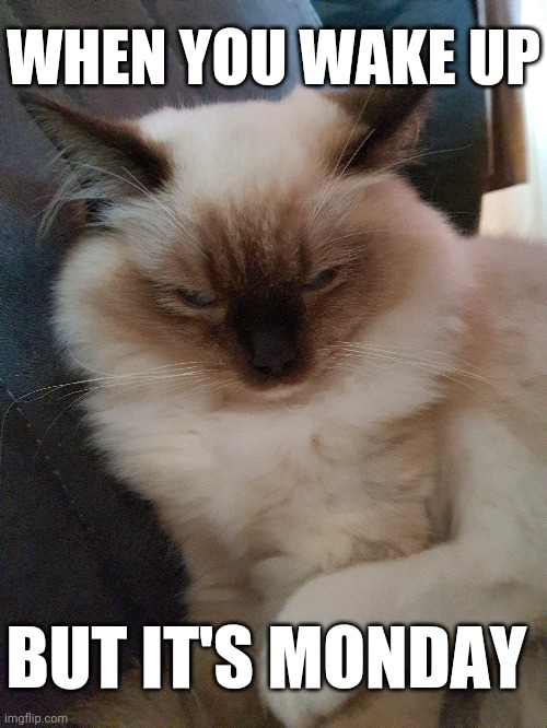  WHEN YOU WAKE UP; BUT IT'S MONDAY | image tagged in school,monday mornings,i hate mondays,i hate school,cat | made w/ Imgflip meme maker