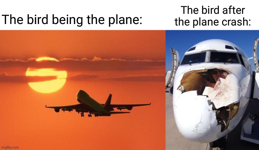 The bird | The bird being the plane: The bird after the plane crash: | image tagged in airplanelove,plane,birds,memes,bird,plane crash | made w/ Imgflip meme maker