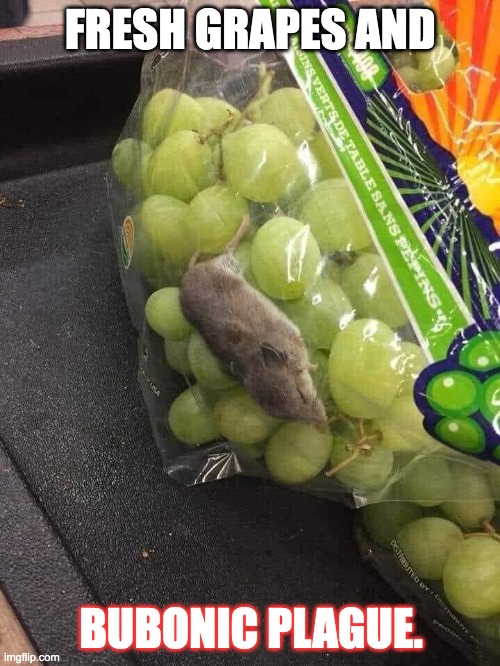 Rat in my grapes | FRESH GRAPES AND; BUBONIC PLAGUE. | image tagged in grape rat,gross,funny memes,food | made w/ Imgflip meme maker