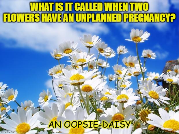 Daily Bad Dad Joke Oct 29 2021 |  WHAT IS IT CALLED WHEN TWO FLOWERS HAVE AN UNPLANNED PREGNANCY? AN OOPSIE-DAISY | image tagged in spring daisy flowers | made w/ Imgflip meme maker