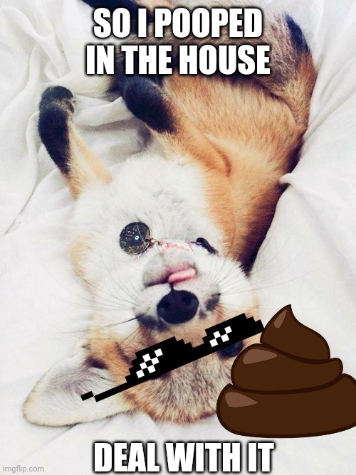 Cute Fox | SO I POOPED IN THE HOUSE; DEAL WITH IT | image tagged in cute fox | made w/ Imgflip meme maker