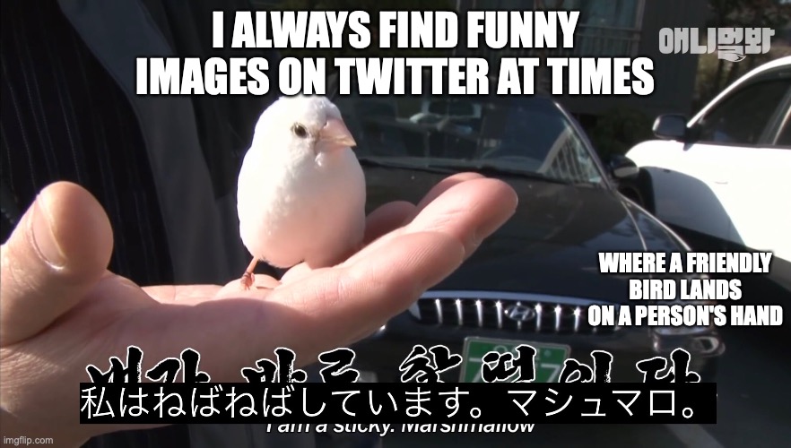 Bird on Person Hand | I ALWAYS FIND FUNNY IMAGES ON TWITTER AT TIMES; WHERE A FRIENDLY BIRD LANDS ON A PERSON'S HAND | image tagged in bird,memes | made w/ Imgflip meme maker