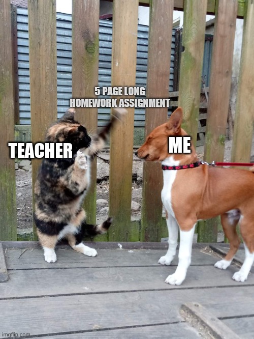 Angry cat and scared dog | 5 PAGE LONG HOMEWORK ASSIGNMENT; ME; TEACHER | image tagged in angry cat and scared dog | made w/ Imgflip meme maker
