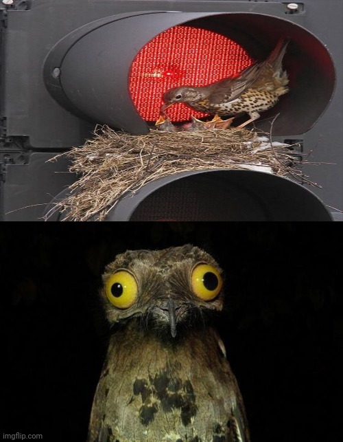 Bird nest on the traffic lights | image tagged in memes,weird stuff i do potoo,you had one job,bird,nest,traffic light | made w/ Imgflip meme maker