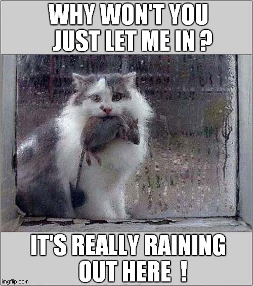 Soggy Moggy And Friend Wants In ! | WHY WON'T YOU
  JUST LET ME IN ? IT'S REALLY RAINING
  OUT HERE  ! | image tagged in cats,rats,raining,let me in | made w/ Imgflip meme maker