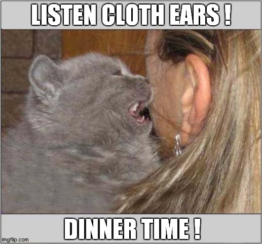 When Subtle Hints Don't Work Anymore ! | LISTEN CLOTH EARS ! DINNER TIME ! | image tagged in cats,shouting,dinner time | made w/ Imgflip meme maker