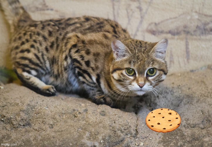 High Quality Cookie kitty Blank Meme Template
