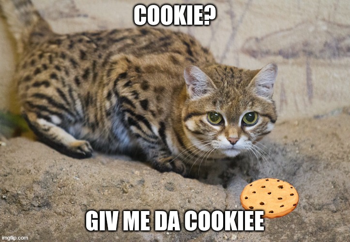 cookie cat | COOKIE? GIV ME DA COOKIEE | image tagged in cookie kitty | made w/ Imgflip meme maker