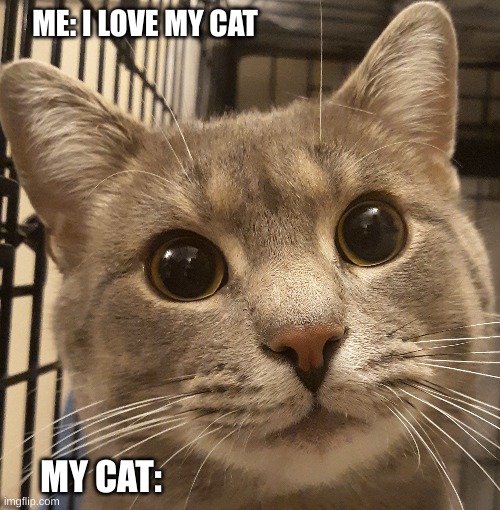 me:   my cat: |  ME: I LOVE MY CAT; MY CAT: | image tagged in cat,english only,cute cat | made w/ Imgflip meme maker