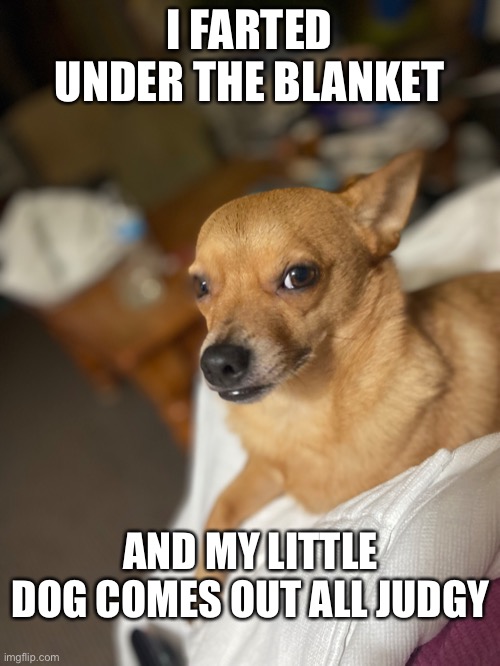  I FARTED UNDER THE BLANKET; AND MY LITTLE DOG COMES OUT ALL JUDGY | image tagged in fart,chihuahua | made w/ Imgflip meme maker