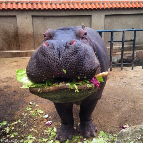 Hippo vegan | image tagged in hippo vegan | made w/ Imgflip meme maker