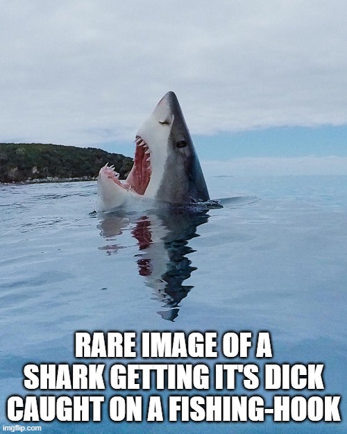Not The Lego Meme | RARE IMAGE OF A SHARK GETTING IT'S DICK CAUGHT ON A FISHING-HOOK | image tagged in shark,fishing,memes,fun,funny | made w/ Imgflip meme maker