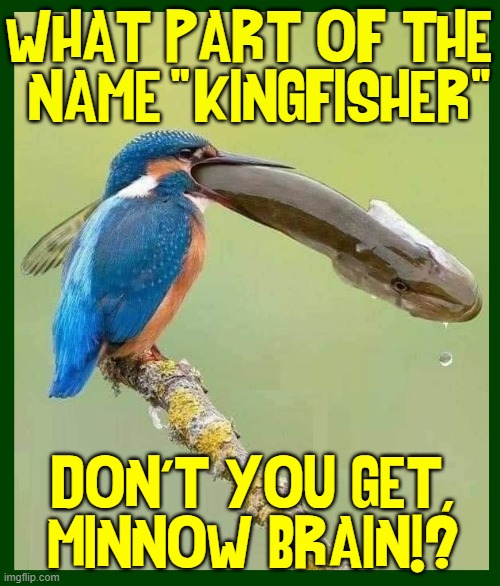 Yeah, it's big... I'm  F—  Hungry! | WHAT PART OF THE
NAME  KINGFISHER; "                                "; DON'T YOU GET,
MINNOW BRAIN!? | image tagged in vince vance,kingfisher,fish,minnows,birds,memes | made w/ Imgflip meme maker