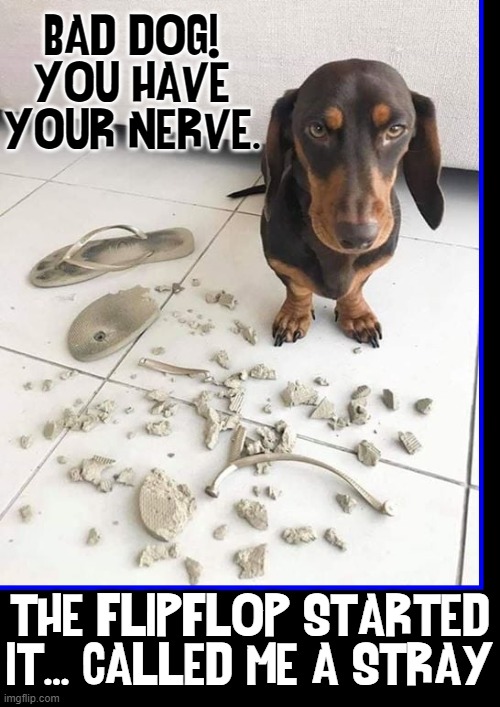 I was a Rescue from the Pound. What were you thinking?! | BAD DOG!
YOU HAVE YOUR NERVE. THE FLIPFLOP STARTED IT... CALLED ME A STRAY | image tagged in vince vance,dogs,bad dog,memes,tore up,flip flops | made w/ Imgflip meme maker