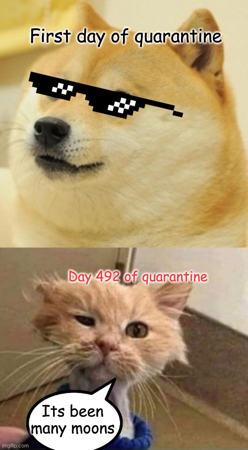 First day of quarantine; Day 492 of quarantine; Its been many moons | image tagged in memes,doge | made w/ Imgflip meme maker