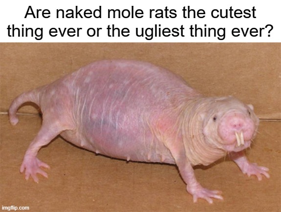 why do i still post on this stream | Are naked mole rats the cutest thing ever or the ugliest thing ever? | image tagged in naked mole rat | made w/ Imgflip meme maker
