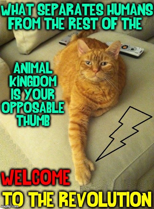 The Gods of Evolution have smiled upon me, humans! | WHAT SEPARATES HUMANS
FROM THE REST OF THE; ANIMAL
KINGDOM
IS YOUR
OPPOSABLE
THUMB; TO THE REVOLUTION; WELCOME | image tagged in vince vance,cats,evolution,opposable,thumbs,memes | made w/ Imgflip meme maker
