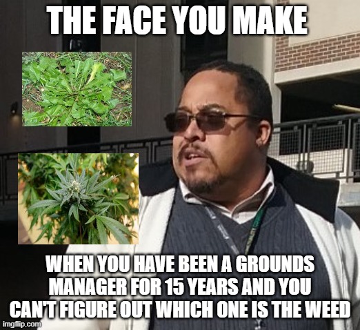 Matthew Thompson | THE FACE YOU MAKE; WHEN YOU HAVE BEEN A GROUNDS MANAGER FOR 15 YEARS AND YOU CAN'T FIGURE OUT WHICH ONE IS THE WEED | image tagged in funny,matthew thompson | made w/ Imgflip meme maker