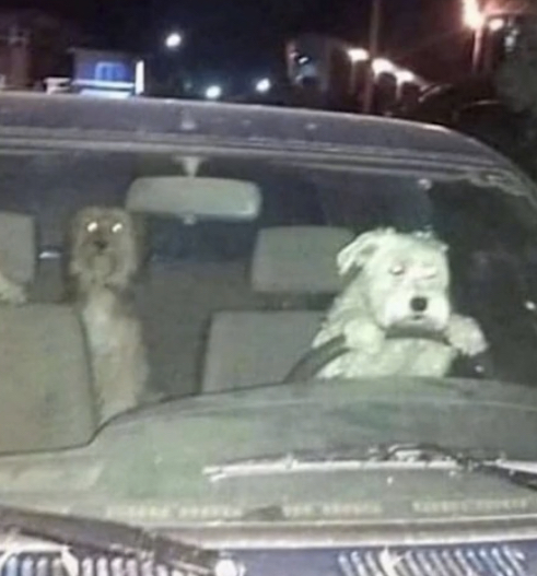 dogs driving Blank Meme Template