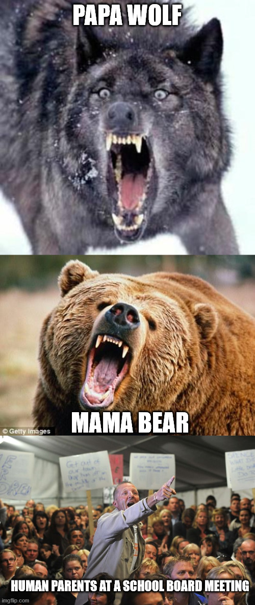 What do they all have in common? | PAPA WOLF; MAMA BEAR; HUMAN PARENTS AT A SCHOOL BOARD MEETING | image tagged in angry wolf,angry bear,angry parents,political meme,parents,school sucks | made w/ Imgflip meme maker