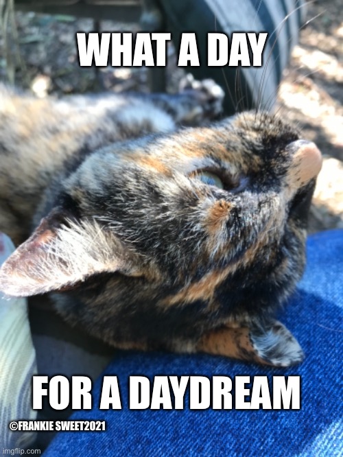 What a day for a daydream | WHAT A DAY; FOR A DAYDREAM; ©FRANKIE SWEET2021 | image tagged in daydream,dream,cat,animals,pets,lazy | made w/ Imgflip meme maker