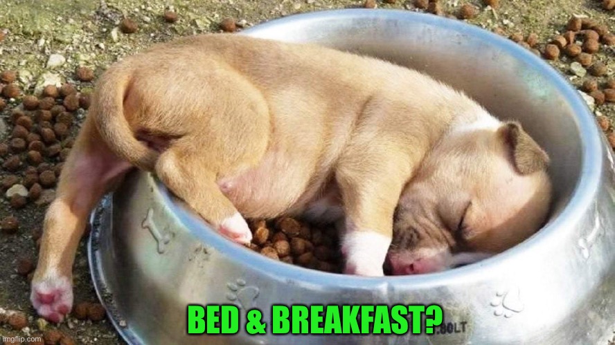 BED & BREAKFAST? | image tagged in funny memes | made w/ Imgflip meme maker