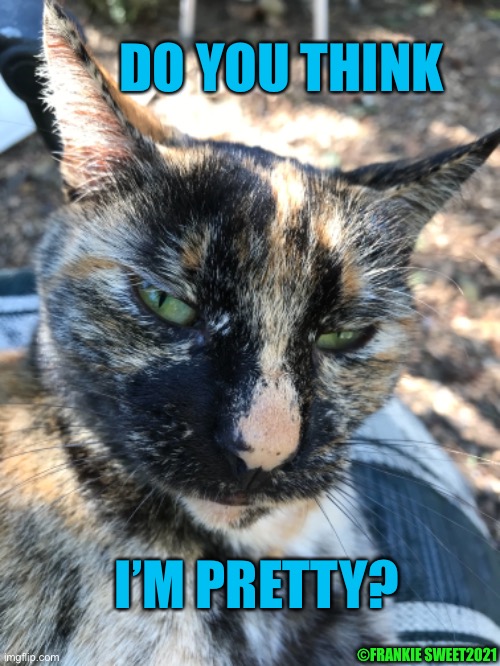 Do you think I’m pretty? |  DO YOU THINK; I’M PRETTY? ©FRANKIE SWEET2021 | image tagged in pretty,cat,cute,animal,pets,kitty | made w/ Imgflip meme maker