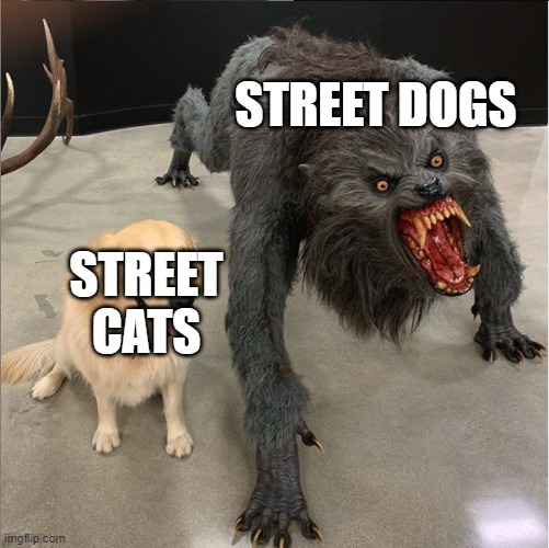 Yeah, the irony is real | STREET DOGS; STREET CATS | image tagged in dog vs werewolf,memes,cats,dogs | made w/ Imgflip meme maker