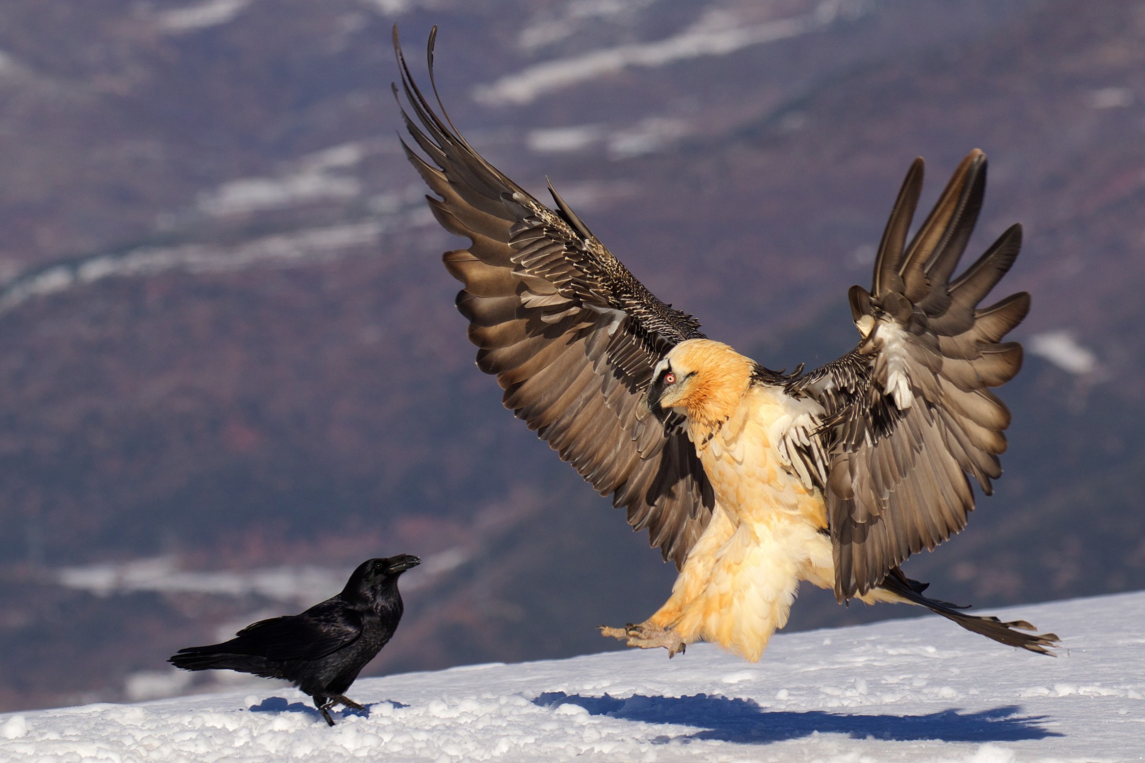Crow vs Vulture Blank Meme Template