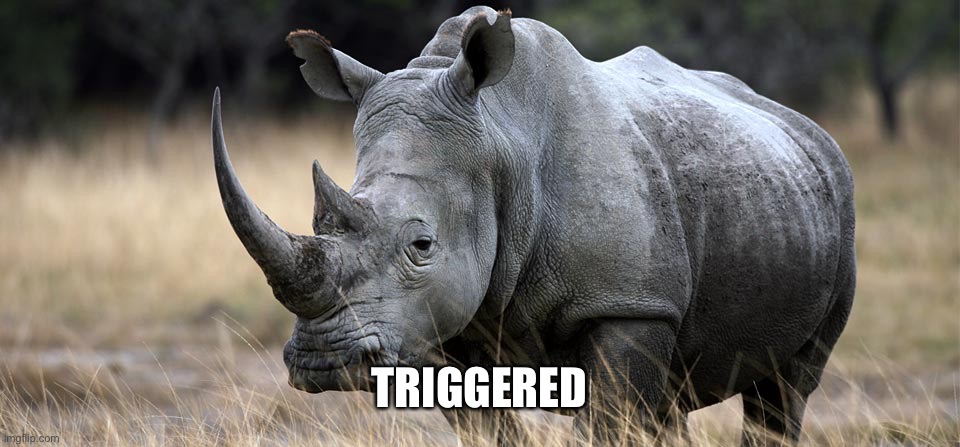 Rhino | TRIGGERED | image tagged in rhino | made w/ Imgflip meme maker