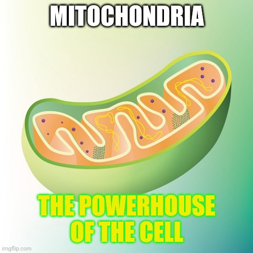 Mitochondria is the powerhouse of the cell | MITOCHONDRIA THE POWERHOUSE OF THE CELL | image tagged in mitochondria is the powerhouse of the cell | made w/ Imgflip meme maker